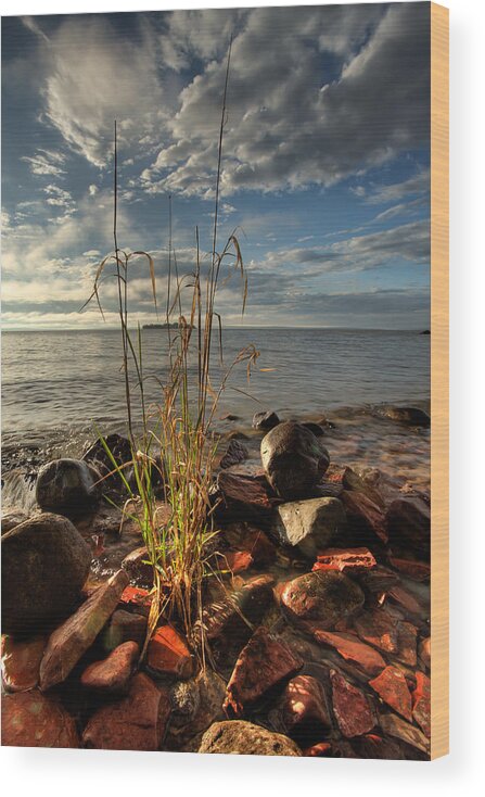 Bay Wood Print featuring the photograph A Bunch Of Grass by Jakub Sisak