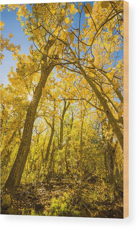 California Wood Print featuring the photograph A canopy of aspens at McGee Creek in the Eastern Sierras by Joe Doherty