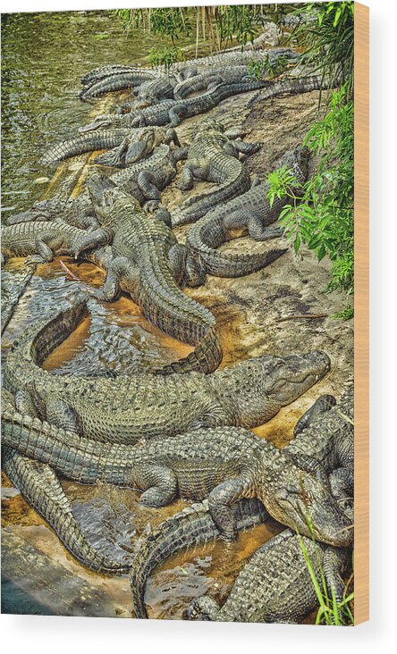 Alligator Wood Print featuring the photograph A Congregation Of Alligators by Rona Schwarz