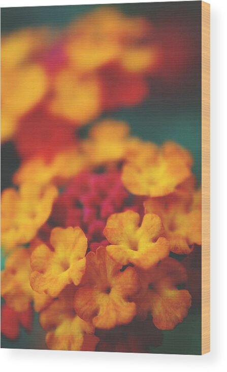 Flowers Wood Print featuring the photograph A Fiery Love by Laurie Search