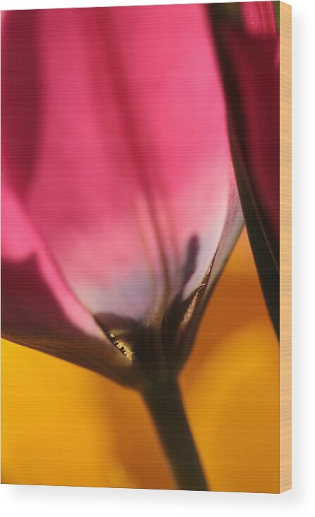 Tulip Wood Print featuring the photograph A Glimpse Into Eternity by Connie Handscomb