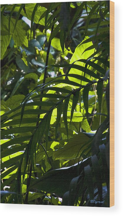 costa Rica Rainforest Palms Jungle Vegetation Wood Print featuring the photograph A Hint of Light by Christopher Byrd