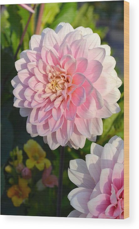 Flower Wood Print featuring the photograph A Pink Dalia by Alex King