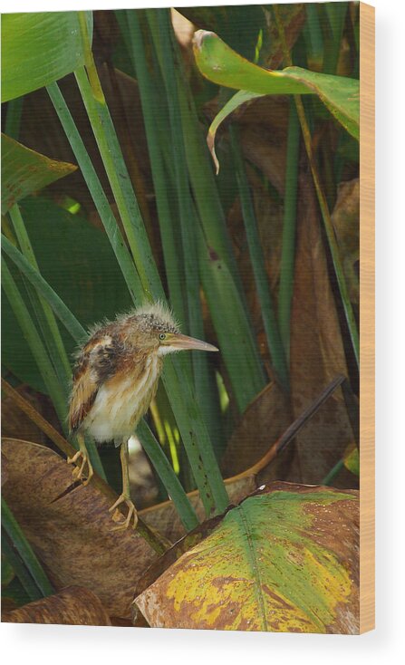 Least Bittern Wood Print featuring the photograph A Safe Haven by Leda Robertson