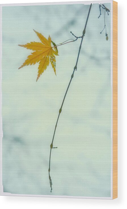 Fall Wood Print featuring the photograph A Single Leaf by Jonathan Nguyen