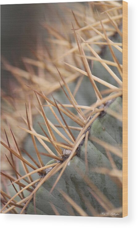 Cactus Wood Print featuring the photograph A Spiny Situation by Amy Gallagher