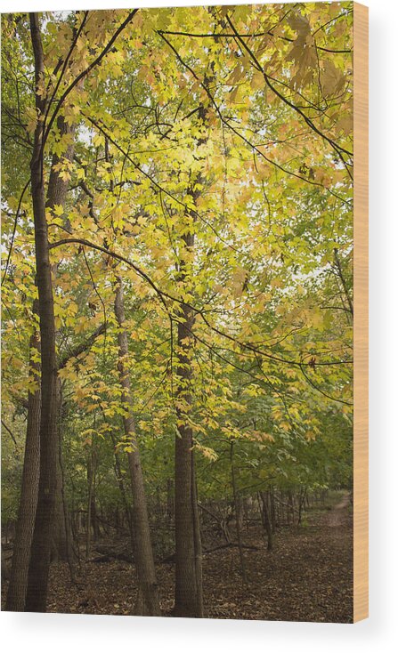 Woods Wood Print featuring the photograph A Walk in The Woods by Kathleen Scanlan