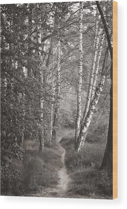 Landscape Wood Print featuring the photograph A Walk in the Woods by Wendell Thompson