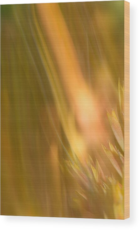 Flowers Wood Print featuring the photograph Abstract 13 by Steve DaPonte