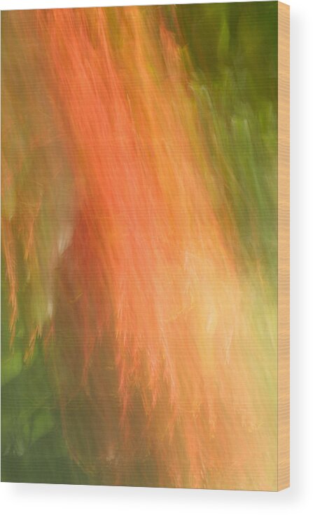 Flowers Wood Print featuring the photograph Abstract 16 by Steve DaPonte