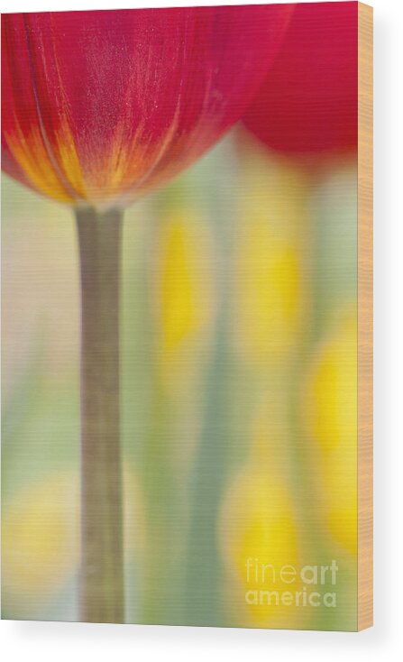Tulip Wood Print featuring the photograph Abstract Tulip by Patty Colabuono