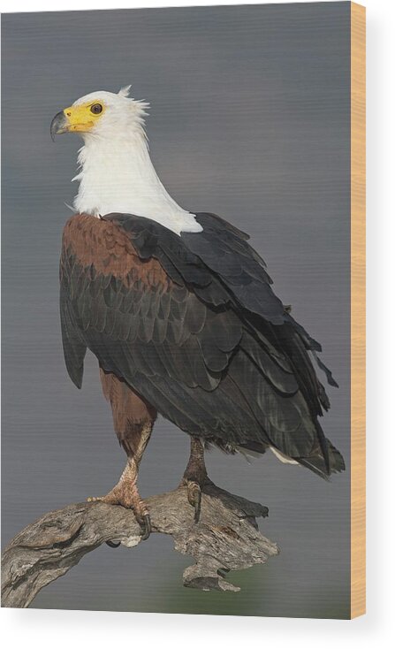 Africa Wood Print featuring the photograph African Fish Eagle by Tony Camacho