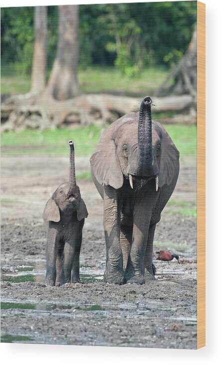 African Forest Elephant Wood Print featuring the photograph African Forest Elephant And Calf by Tony Camacho/science Photo Library