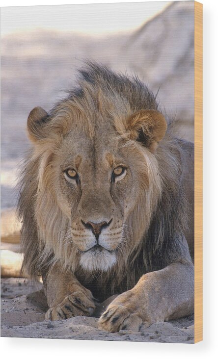 Africa Fauna Wood Print featuring the photograph African Lion by Karl H. Switak