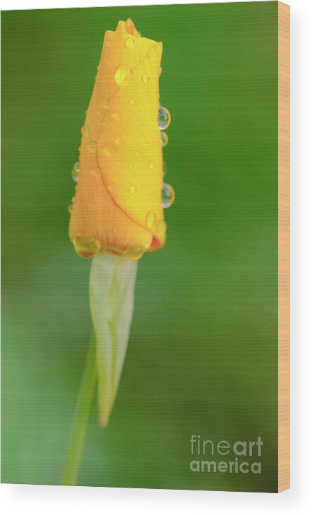 Mexican Gold Poppy Wood Print featuring the photograph After the Rain by Tamara Becker
