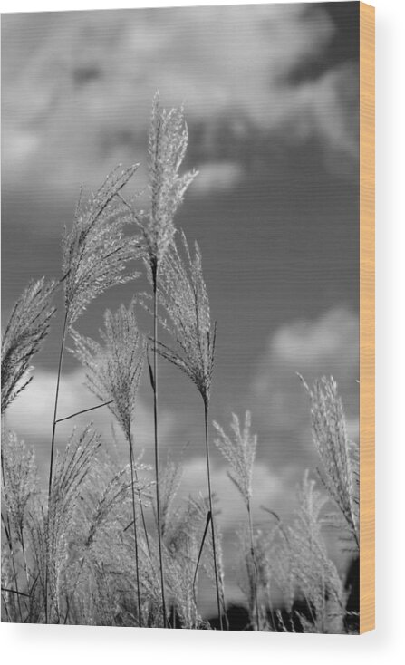 Black And White Wood Print featuring the photograph Against the Sky by Nancy Dinsmore