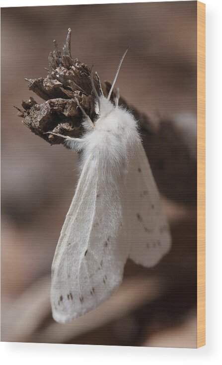 Agreeable Tiger Moth Wood Print featuring the photograph Agreeable Tiger Moth by Daniel Reed