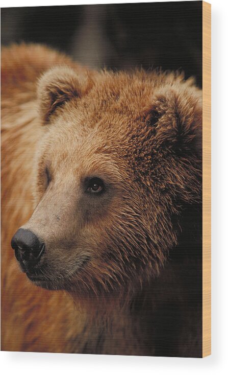 Alaska Wildlife Wood Print featuring the photograph Alaskan Brown Bear by Gerald C. Kelley