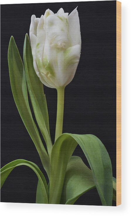 Tulip Wood Print featuring the photograph Alluring Tulip. by Terence Davis