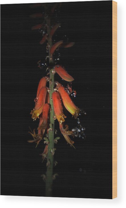 Raindrops Aloe Flower Black Orange Green Wood Print featuring the photograph Aloe Flower by Leticia Latocki