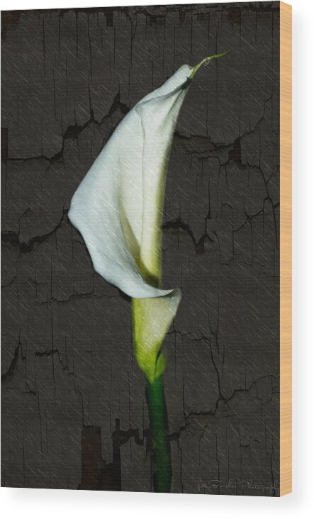 Lily Wood Print featuring the photograph Alone...... by Les Boucher