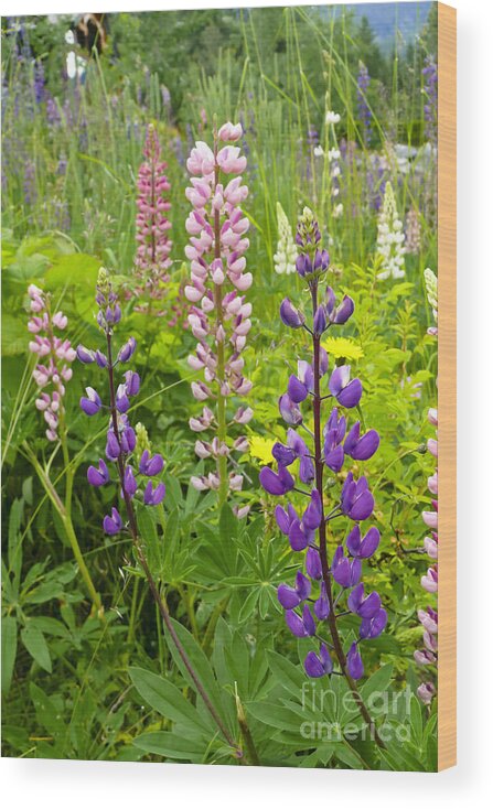 Lupin Wood Print featuring the photograph Alpine Lupines by Maria Janicki