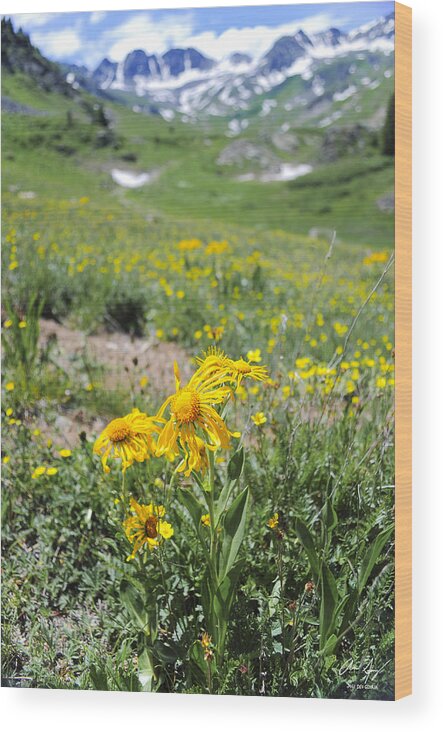 Alpine Wood Print featuring the photograph Alpine Sunflowers by Aaron Spong