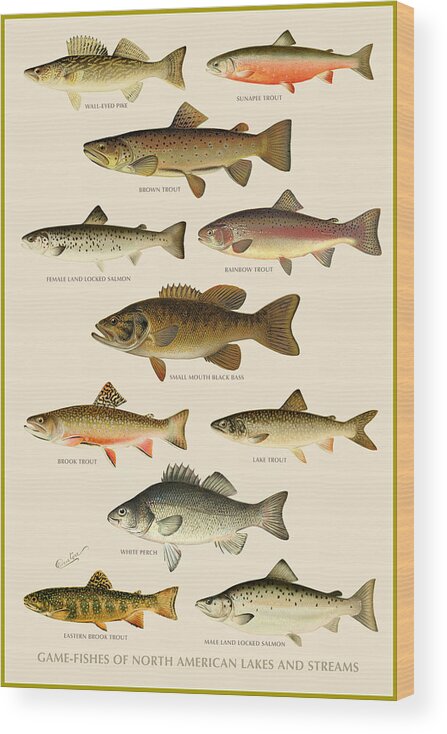 #faatoppicks Wood Print featuring the painting American Game Fish by Gary Grayson