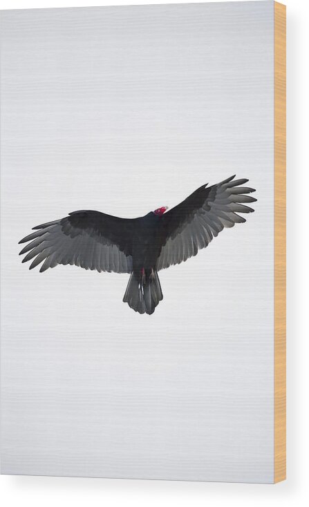 Turkey Vulture Wood Print featuring the photograph American Turkey Vulture by Darius Aniunas