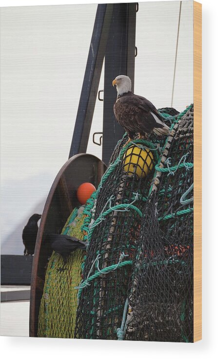 Alertness Wood Print featuring the photograph An Eagle Sits On The Fishing Nets On A by Marion Owen / Design Pics