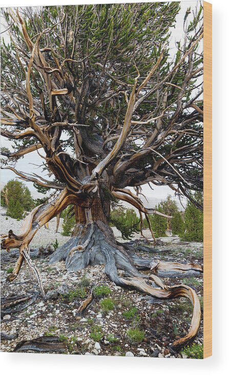 Photography Wood Print featuring the photograph Ancient Bristlecone Pine Forest by Panoramic Images