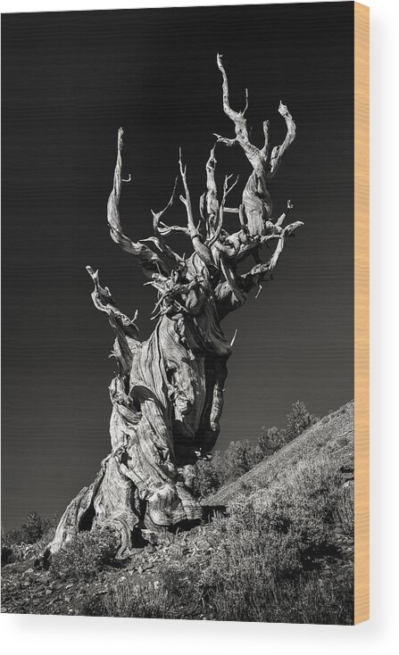 Bristlecone Pine Wood Print featuring the photograph Ancient by Joseph Smith