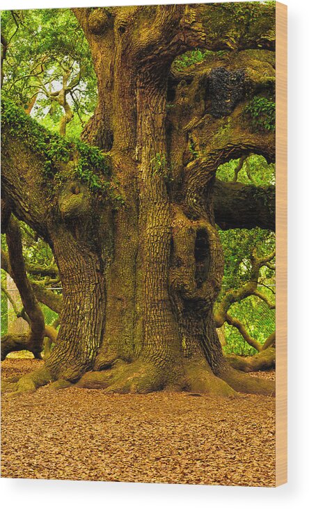 Charleston Tree Angel Oak South Carolina Johns Island Leaves Angel Oak Tree Live Oak Nature Trees Landscape Green Oak Tree Branches Moss Low Country Wood Print featuring the photograph Angel Live Oak Trunk by Louis Dallara