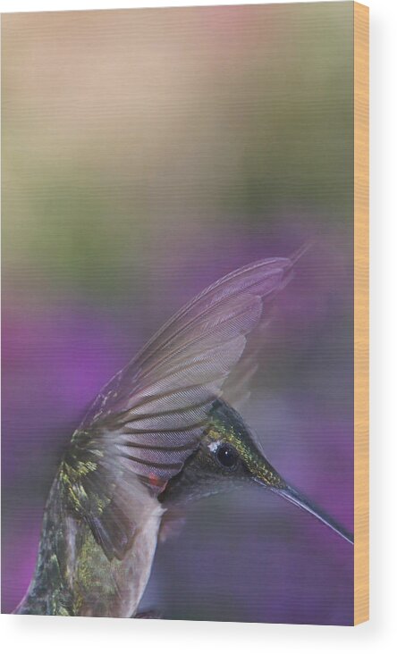 Ruby-throated Hummingbird Wood Print featuring the photograph Angelic Presence by Leda Robertson