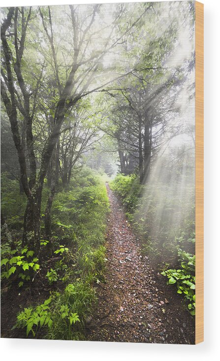 American Wood Print featuring the photograph Appalachian Trail by Debra and Dave Vanderlaan