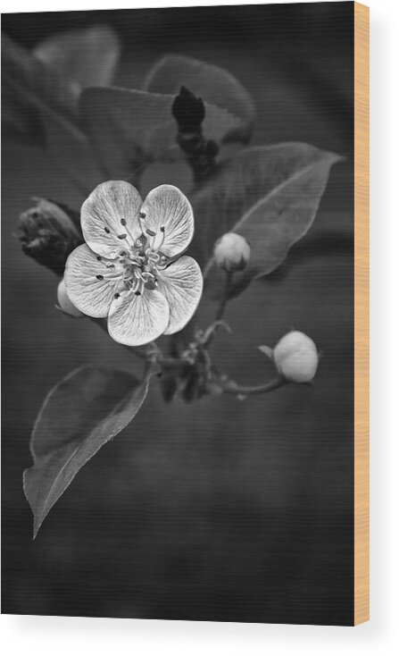 Apple Blossom Wood Print featuring the photograph Apple Blossom On The Farm by Ben Shields