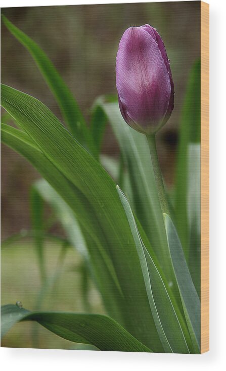 Tulip Wood Print featuring the photograph April's Song by Michael Eingle