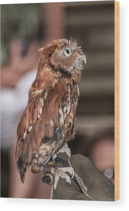 Screech Owl Wood Print featuring the photograph Are You My Mother by John Haldane