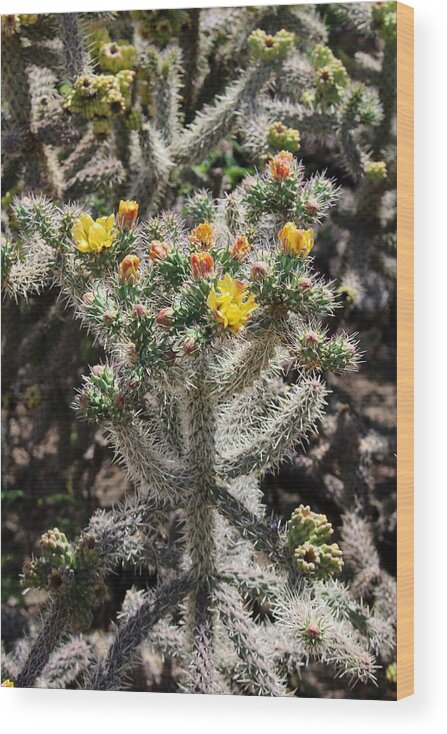 Blooming Cactus Wood Print featuring the photograph Arizona Cactus by Suzanne Lorenz