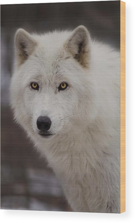 Artic Wolf Wood Print featuring the photograph Artic Wolf by GeeLeesa Productions