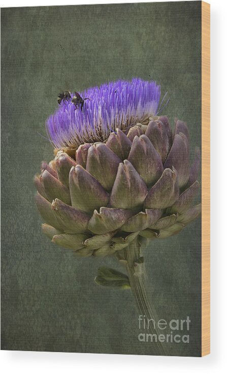 Bee Wood Print featuring the photograph Artichoke Bloom and Bee Dip by Belinda Greb