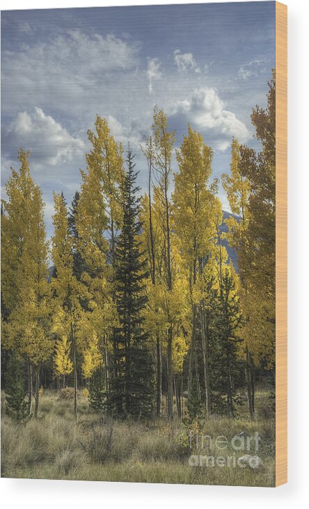 Aspen Trees Wood Print featuring the photograph Aspen and Evergreen by David Waldrop