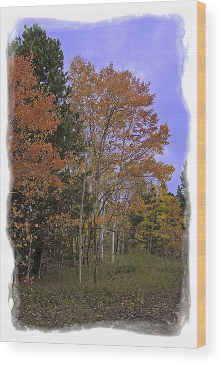 Tree Wood Print featuring the photograph Aspen in the Field by Judy Deist