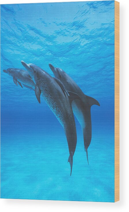 Feb0514 Wood Print featuring the photograph Atlantic Spotted Dolphins With Remoras by Hiroya Minakuchi