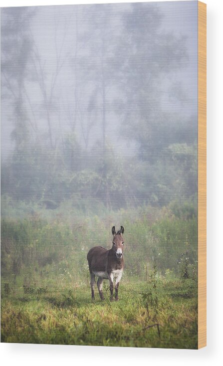 Animals Wood Print featuring the photograph August morning - Donkey in the field. by Gary Heller