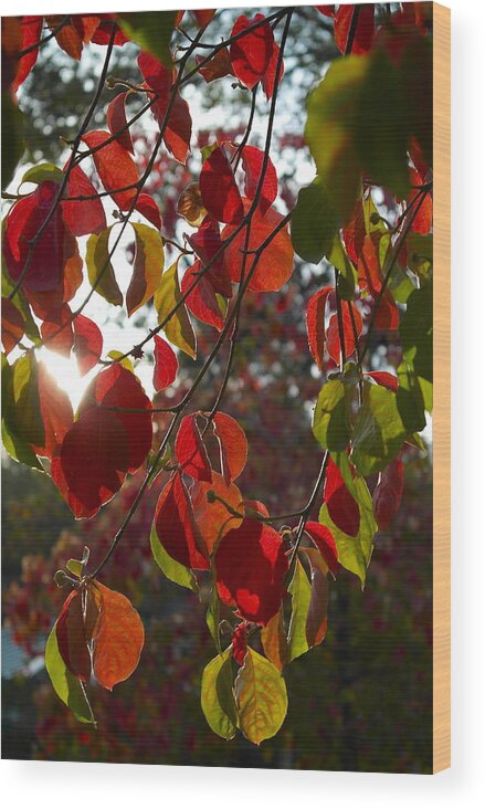 Cornus Wood Print featuring the photograph Autumn Dogwood in Evening Light by Michele Myers