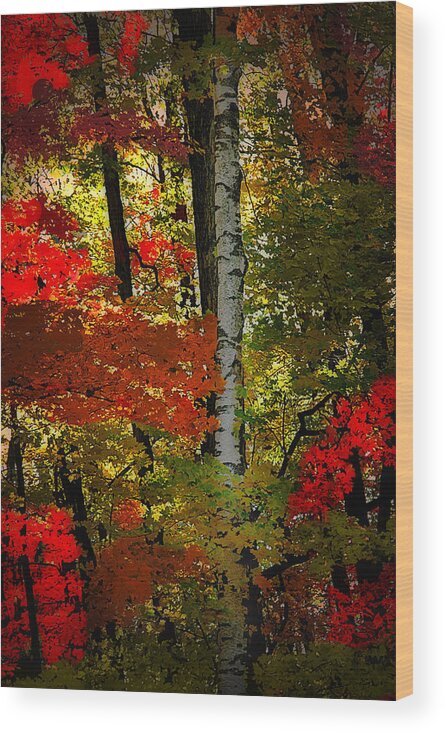 Autumn In The Forest Wood Print featuring the photograph Autumn in the forest by Patrick Boening