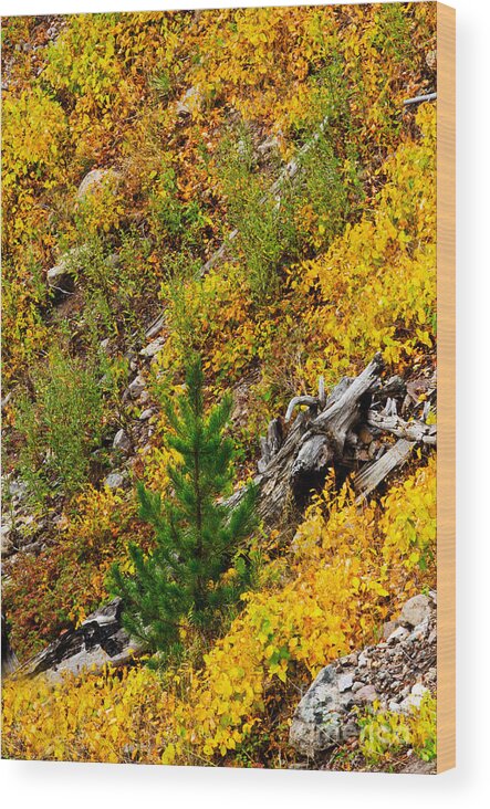 Autumn Wood Print featuring the photograph Autumn in Yellowstone National Park by Lane Erickson