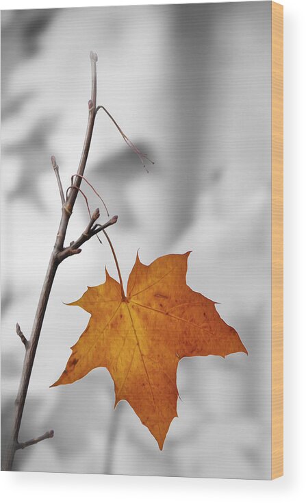 Autumn Wood Print featuring the photograph Autumn Leaf by Veli Bariskan