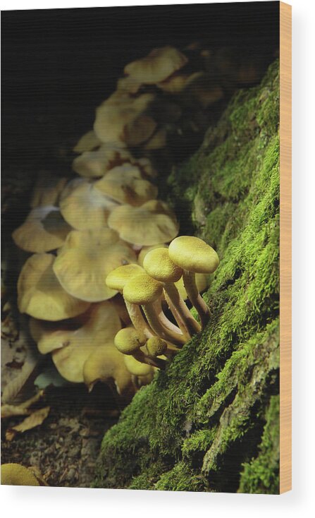 Mushroom Wood Print featuring the photograph Autumn Mushrooms by Bertrand Demee